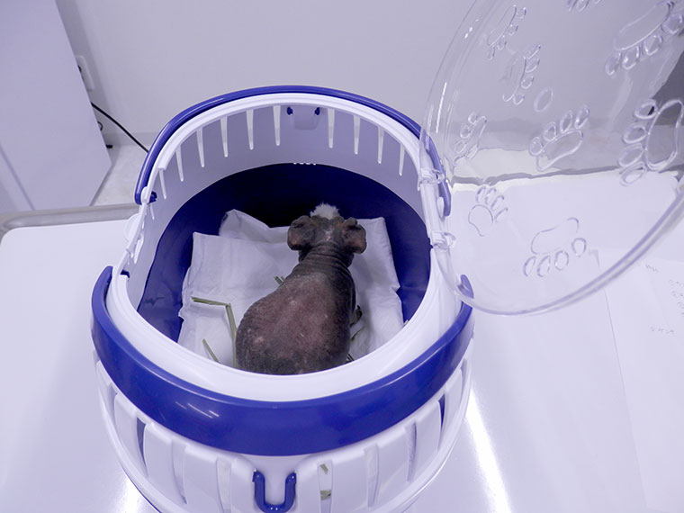 ウサギさん・モルモットさんなどの小型動物