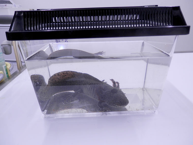 水中にすむ動物