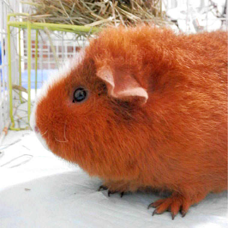 ノコタ