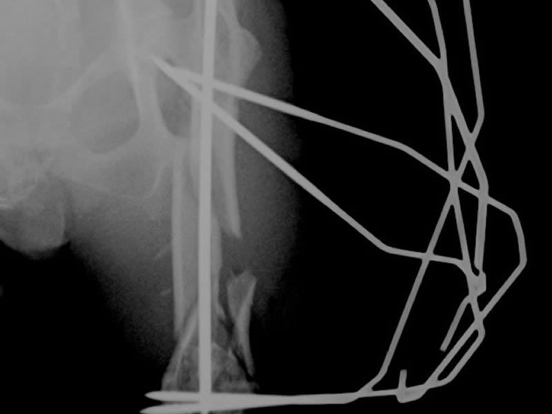 ウサギ 大腿骨骨折整復