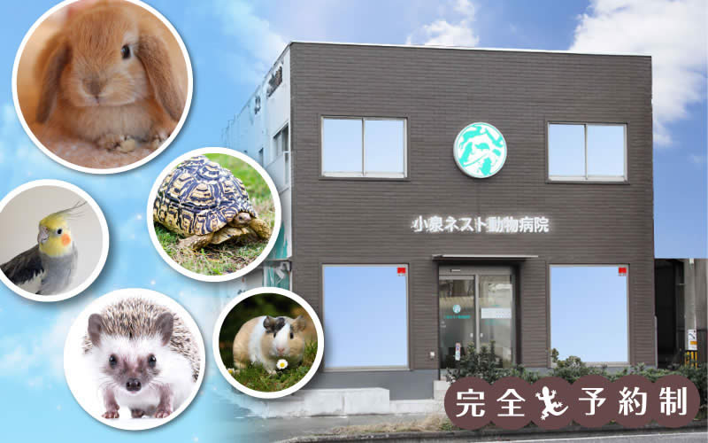 福岡県北九州市の小泉ネスト動物病院は、犬、猫の一般診療に加え、小型哺乳類から鳥類・爬虫類・両生類といった、エキゾチックアニマルの専門医療を提供する動物病院です。